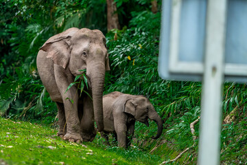 Naklejka premium Elephants are the largest land animals, possessing long trunks, large ears, big legs, and thick yet delicate skin. 