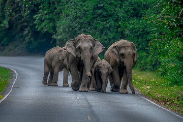 Obraz premium Elephants are the largest land animals, possessing long trunks, large ears, big legs, and thick yet delicate skin. 