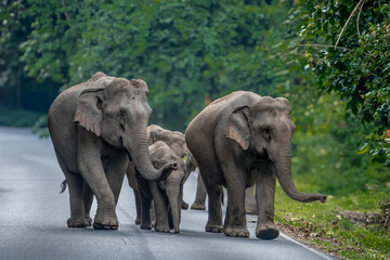 Fototapeta premium Elephants are the largest land animals, possessing long trunks, large ears, big legs, and thick yet delicate skin. 