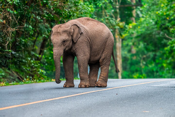 Obraz premium Elephants are the largest land animals, possessing long trunks, large ears, big legs, and thick yet delicate skin. 
