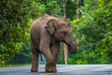 Obraz premium Elephants are the largest land animals, possessing long trunks, large ears, big legs, and thick yet delicate skin. 