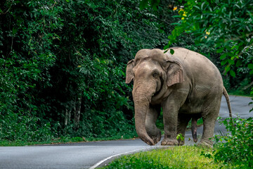 Fototapeta premium Elephants are the largest land animals, possessing long trunks, large ears, big legs, and thick yet delicate skin. 