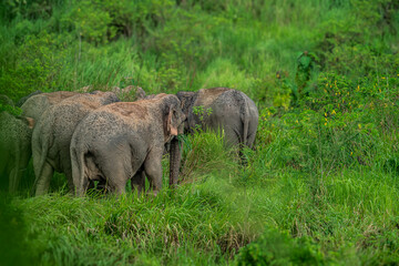 Fototapeta premium Elephants are the largest land animals, possessing long trunks, large ears, big legs, and thick yet delicate skin. 