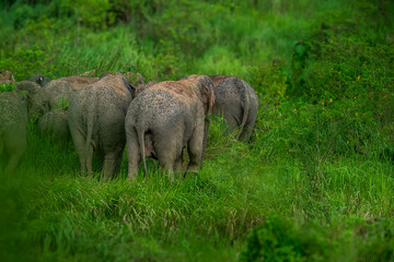 Fototapeta premium Elephants are the largest land animals, possessing long trunks, large ears, big legs, and thick yet delicate skin. 
