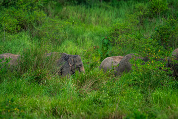 Elephants are the largest land animals, possessing long trunks, large ears, big legs, and thick yet delicate skin. 