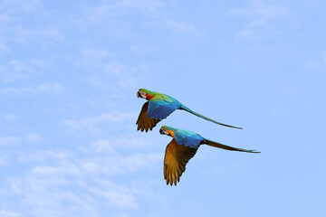 Colorful Macaw parrots flying in the sky. Free flying bird