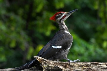 Pileated Woodpecker, close up profile image.