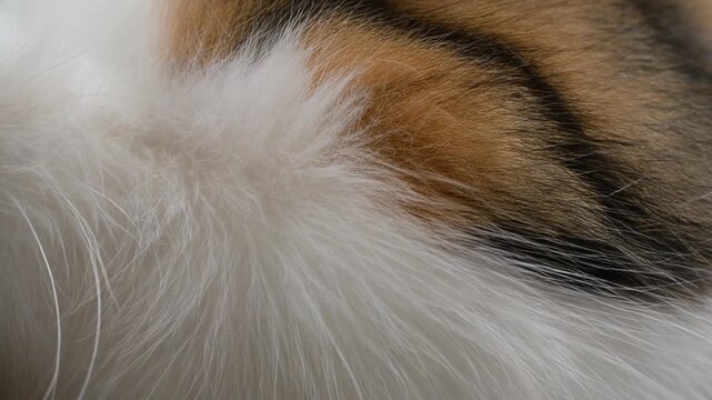 Macro Close-Up Calico Cat Fur Texture Background