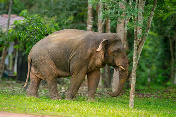 Fototapeta premium Elephants are the largest land animals, possessing long trunks, large ears, big legs, and thick yet delicate skin. Their trunks are used for breathing and for grasping food.
