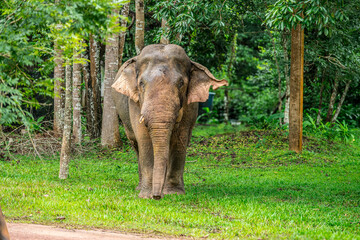 Elephants are the largest land animals, possessing long trunks, large ears, big legs, and thick yet delicate skin. Their trunks are used for breathing and for grasping food.