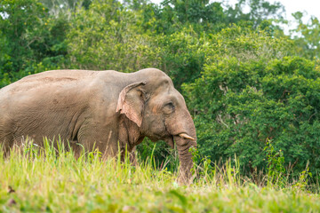 Fototapeta premium Elephants are the largest land animals, possessing long trunks, large ears, big legs, and thick yet delicate skin. Their trunks are used for breathing and for grasping food.