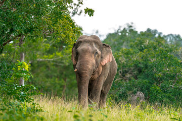 Obraz premium Elephants are the largest land animals, possessing long trunks, large ears, big legs, and thick yet delicate skin. Their trunks are used for breathing and for grasping food.