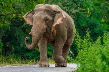 Obraz premium Elephants are the largest land animals, possessing long trunks, large ears, big legs, and thick yet delicate skin. Their trunks are used for breathing and for grasping food.