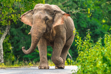 Elephants are the largest land animals, possessing long trunks, large ears, big legs, and thick yet delicate skin. Their trunks are used for breathing and for grasping food.