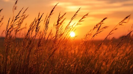 Fototapeta premium Close-up of tall grasses swaying gently in the warm glow of a golden sunset. The sun is a bright orb