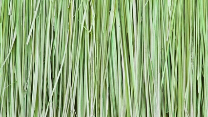 Close-up of fresh, vibrant green grass blades, creating a textured background © Ibnu