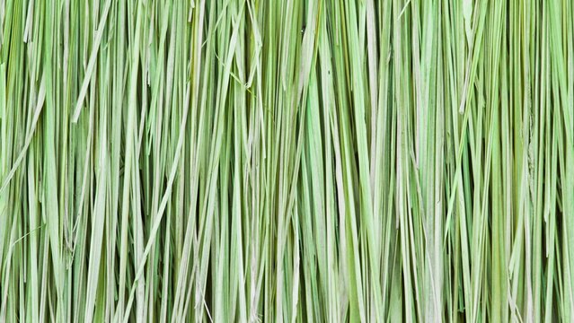 Close-up of fresh, vibrant green grass blades, creating a textured background
