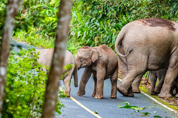 Naklejka premium Elephants are the largest land animals, possessing long trunks, large ears, big legs, and thick yet delicate skin. Their trunks are used for breathing and for grasping food. 