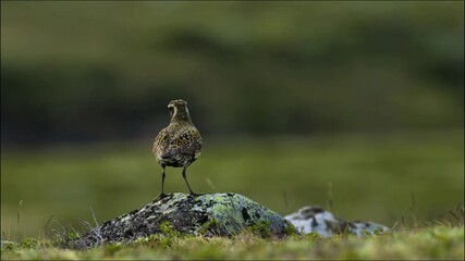 great blue heron ardea cinerea