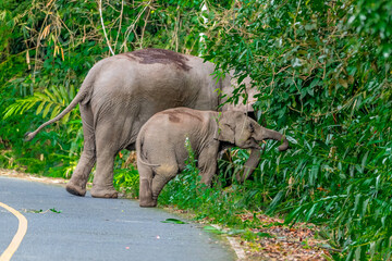 Fototapeta premium Elephants are the largest land animals, possessing long trunks, large ears, big legs, and thick yet delicate skin. Their trunks are used for breathing and for grasping food. 