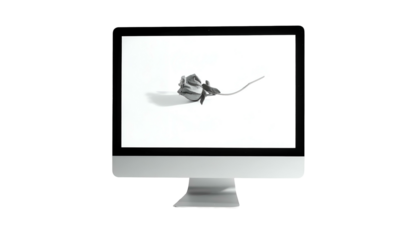A computer monitor displays a grayscale dried flower, set against a pristine white backdrop