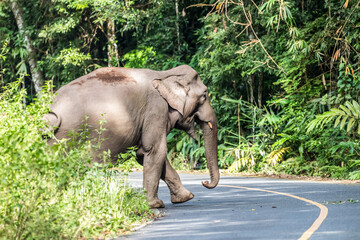 Elephants are the largest land animals, possessing long trunks, large ears, big legs, and thick yet delicate skin. Their trunks are used for breathing and for grasping food. 