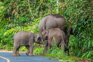 Fototapeta premium Elephants are the largest land animals, possessing long trunks, large ears, big legs, and thick yet delicate skin. Their trunks are used for breathing and for grasping food. 