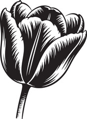 Black tulip flower with stem isolated on transparent background in a vintage engraving style