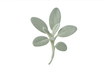 Obraz premium Lamb's ear plant with fuzzy silver-green leaves