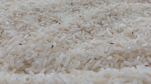 many live rice weevils moving. rice weevils. white rice background.
