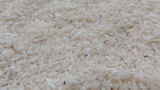 many live rice weevils moving. rice weevils. white rice background.