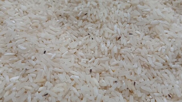 many live rice weevils moving. rice weevils. white rice background.