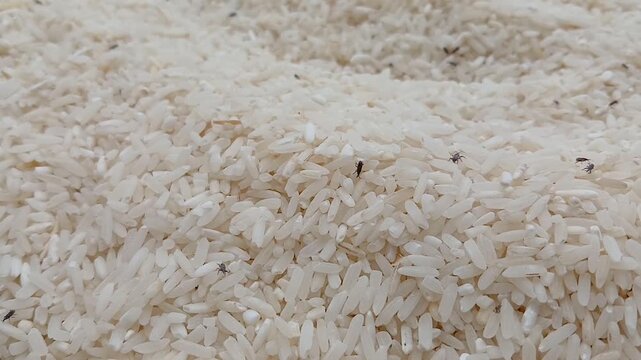 many live rice weevils moving. rice weevils. white rice background.