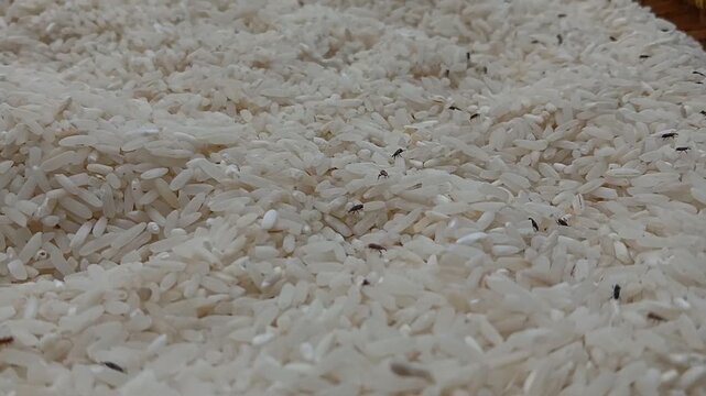 many live rice weevils moving. rice weevils. white rice background.