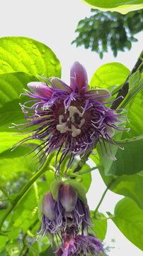 Close-up of Beautiful Purple Passion Flower (Passiflora) Blooming and Swaying in the Wind in Tropical Garden.