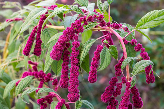 Flowers of the Love lies bleeding blooming in an autumn garden.