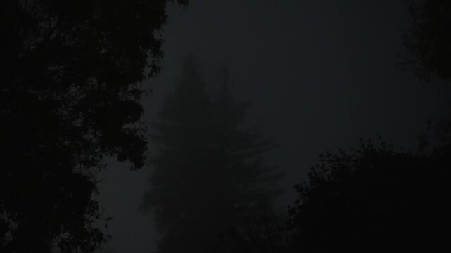 Foggy night landscape with barely visible outlines of a tall tree creates an atmosphere of silence, solitude and slight unease