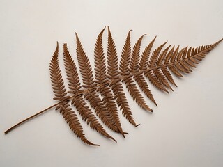 Obraz premium Dried Fern Frond Isolated on Off-White Surface, Botanical Specimen