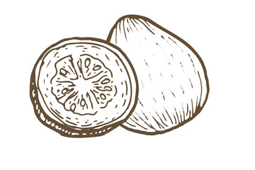 Sketch of guava fruit whole and half. Hand drawn vector illustration. Vintage ink drawing. Tropical fruit plant for food design.