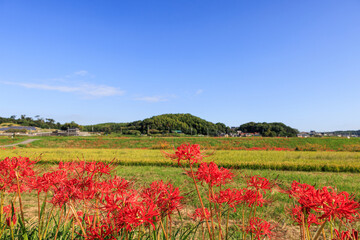 彼岸花咲く里の秋景色　愛知県半田市