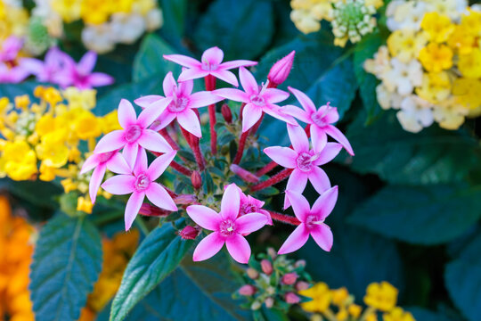 Beautiful pink pentas flowers blooming in the summer garden.