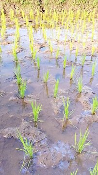 Newly planted rice or Oryza sativa L. grows in fertile and well-watered paddy fields.