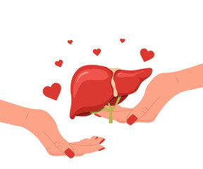 Liver donation. Human liver anatomy. Disease treatment with medical illustration. Healthcare concept. Vector design.