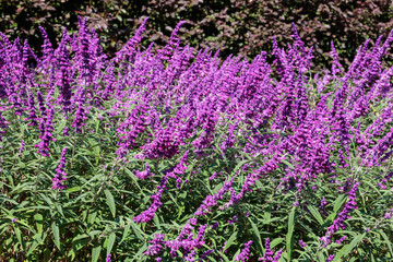 Fototapeta premium Salvia leucantha Purple Velvet flowers in the garden blooming in autumn.