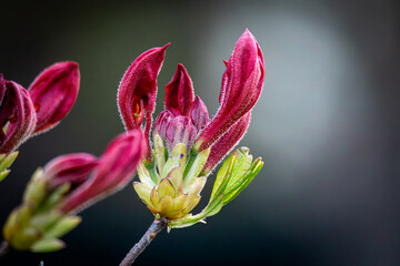 Fototapeta premium Red Azalea Rhododendron
