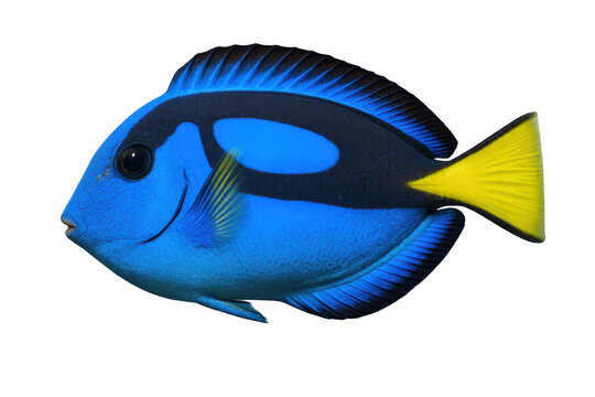 Blue tang fish swimming, vibrant tropical marine life, aquarium pet, underwater ecosystem, transparent background