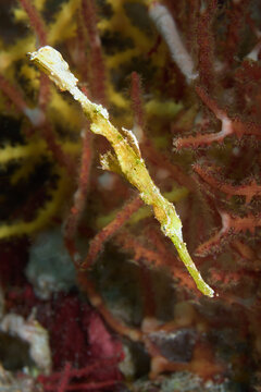 Ghost pipe fish