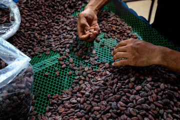 Farm workers are sorting out defective cocoa beans from perfect coffee beans. One of the processes...