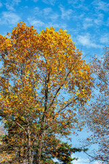 Fototapeta premium The view of the yellow leaves of the tulip tree shining against the blue autumn sky.