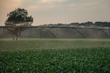 Irrigation system spraying crops in field. Agricultural sprayer working on a rural plantation. Morning irrigation. Spraying farm field.